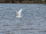 FZ027830 Little Egret flying.jpg